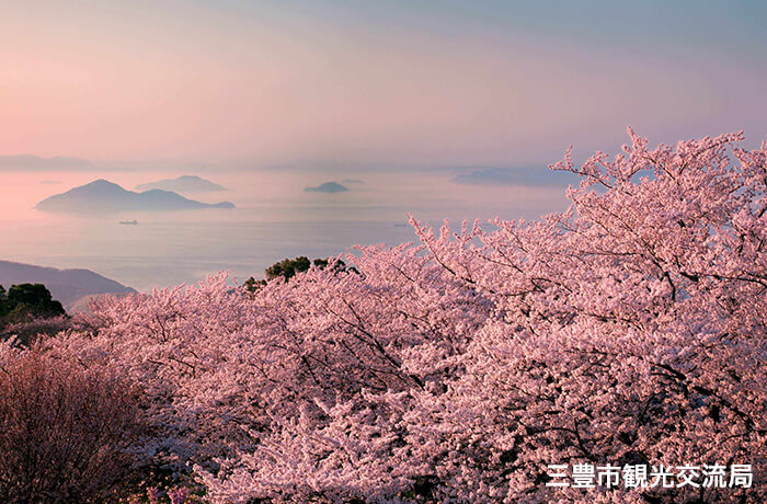 桜