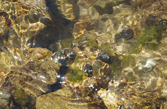 磯で生き物観察2