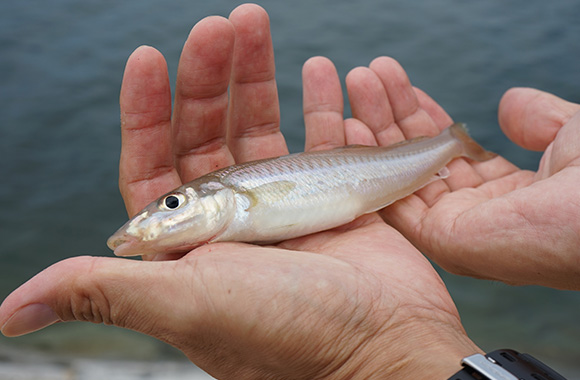 釣った魚