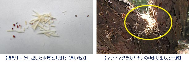 幼虫が出した木くず
