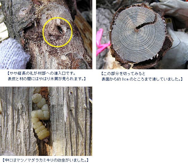 穴のあいた幹の内部