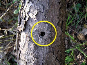 成虫が脱出した穴