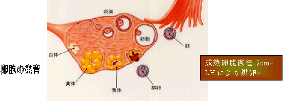 排卵の図