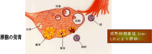遅い 卵胞 成長