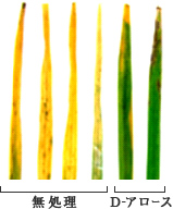 病害抵抗性増進作用（比較）