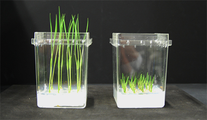 希少糖の植物育成調整作用1