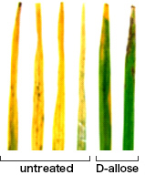 Rare Sugar's Ability to Guard Against Disease（comparison）