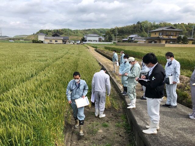 写真:小麦巡回指導の様子