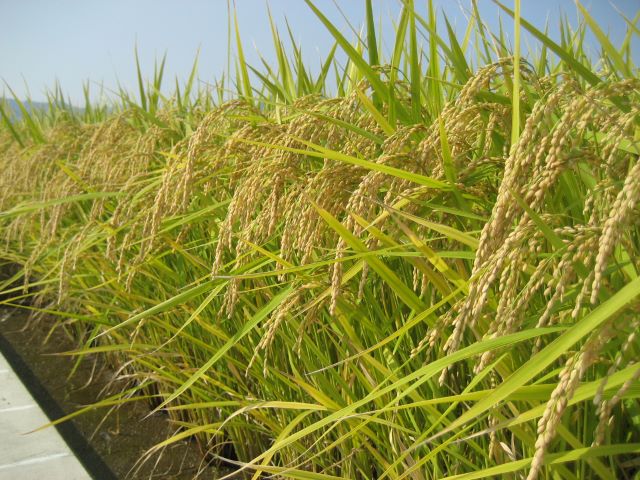 写真:おいでまい