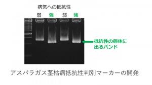 asupara_marker