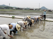 写真：水稲栽培試験ほ場