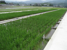 写真：水田用除草剤の試験ほ場