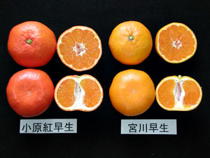 写真：ウンシュウミカン新品種「小原紅早生」