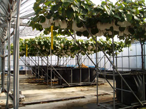 写真：キウイフルーツの根域制限（ベッド）栽培