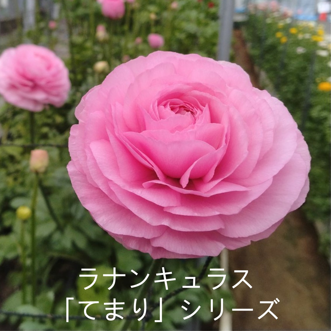 ラナンキュラス