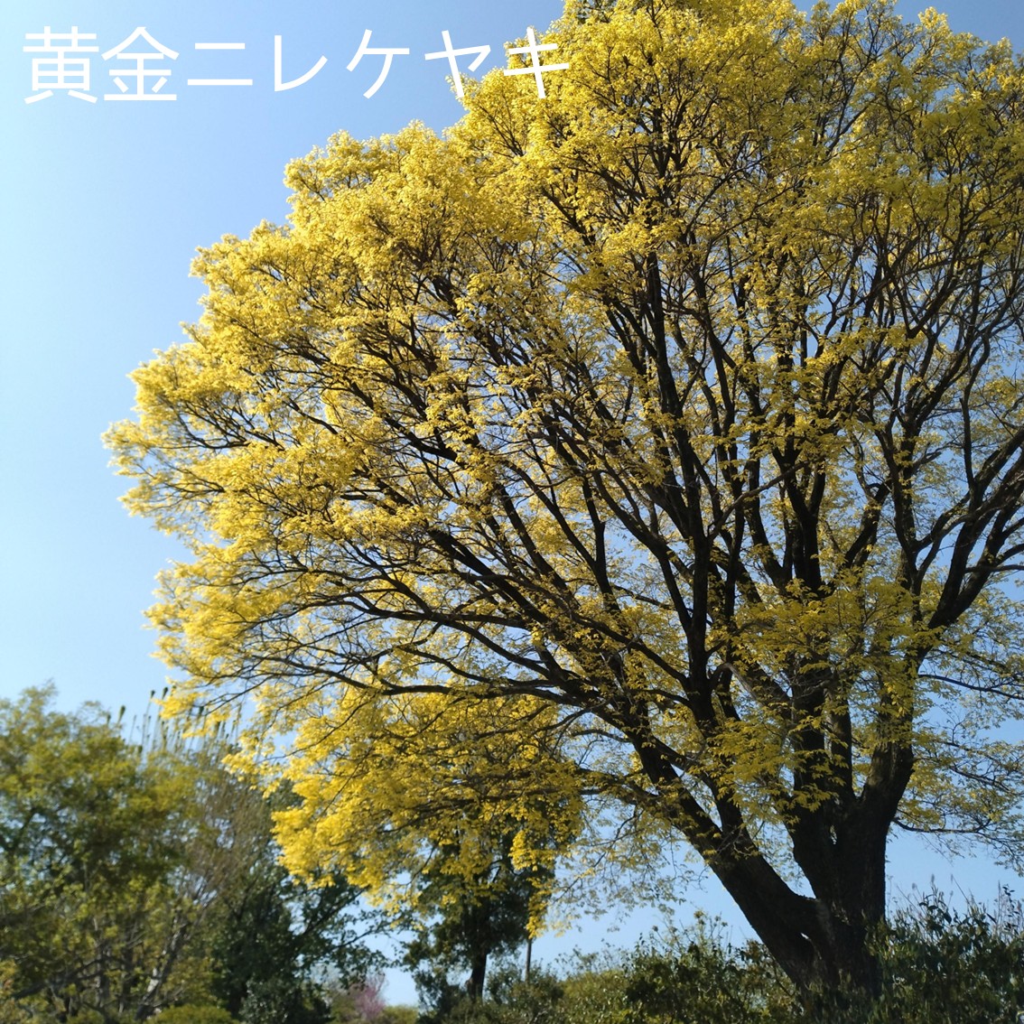 黄金ニレケヤキ