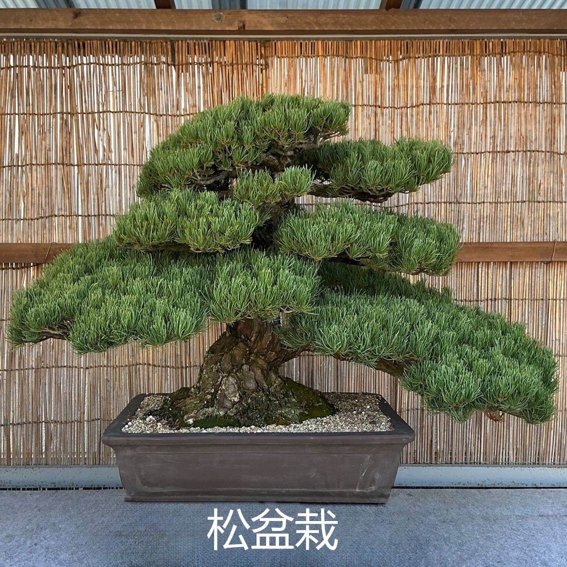 松盆栽