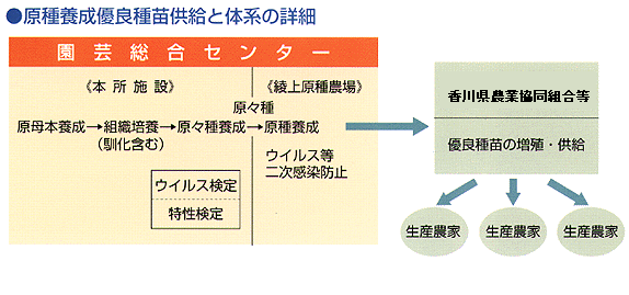 原種養成優良種苗供給と体系の詳細