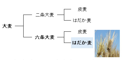 はだか麦とは