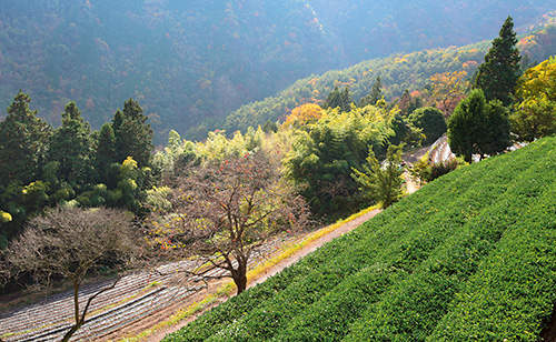 山の写真