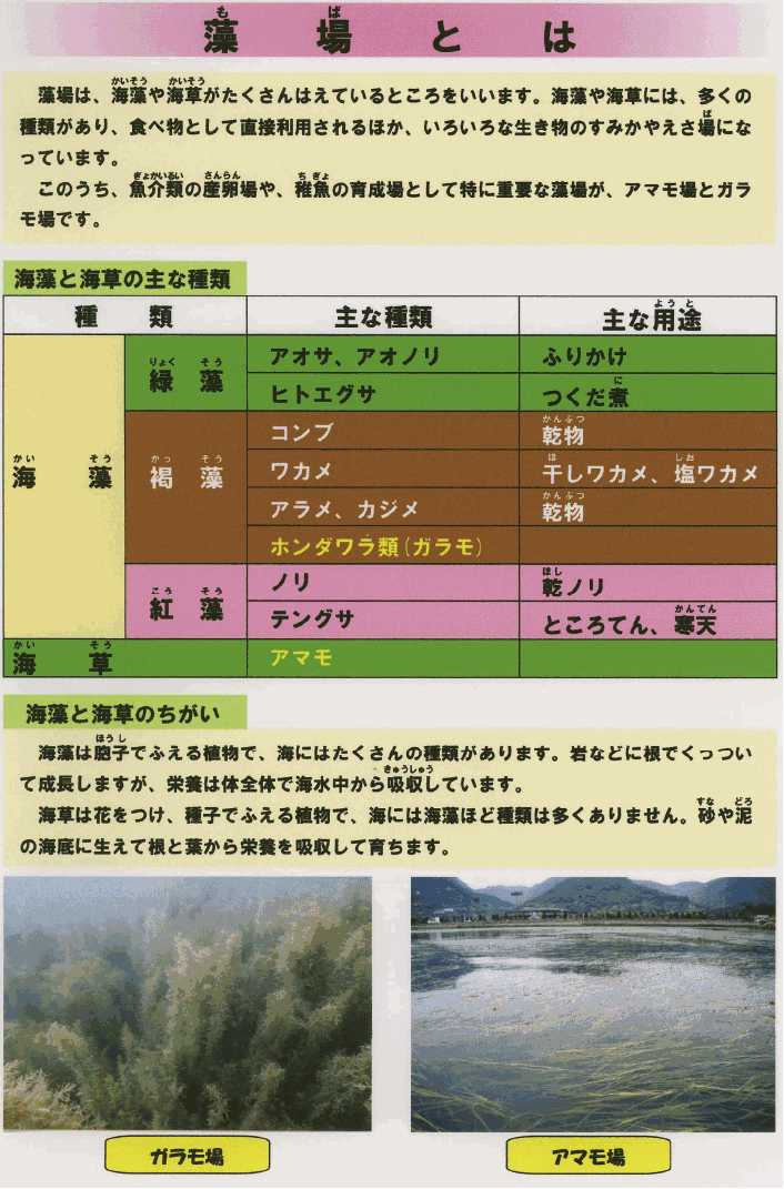 藻場は、海藻や海草がたくさんはえているところをいいます。