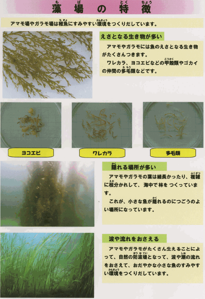 アマモ場やガラモ場は稚魚にすみやすい環境をつくりだしています。