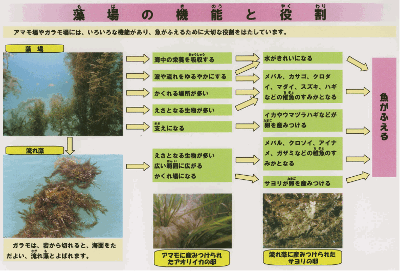 アマモ場やガラモ場には、いろいろな機能があり、魚がふえるために大切な役割をはたしています。