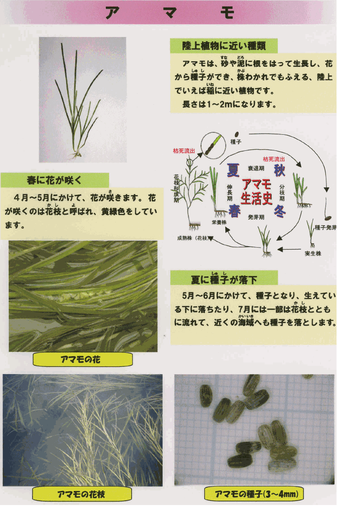 アマモは、砂や泥に根を張って成長し、花から種子ができ、株わかれでもふえる、陸上でいえば稲に近い植物です。