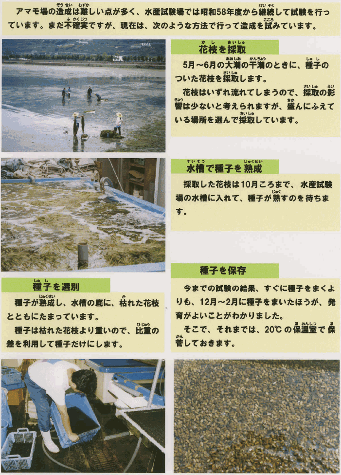 アマモ場の製造は難しい点が多く、水産試験場では昭和58年度から継続して試験を行っています。