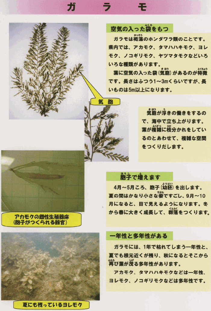 ガラモは褐藻のホンダワラ類のことです。