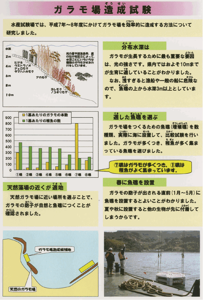 水産試験場では、平成7年～8年度にかけてガラモ場を効率的に造成する方法について研究しました。