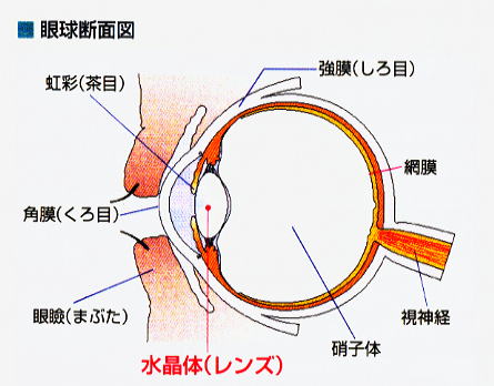 眼球断面図