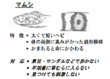 マムシの注意点です。