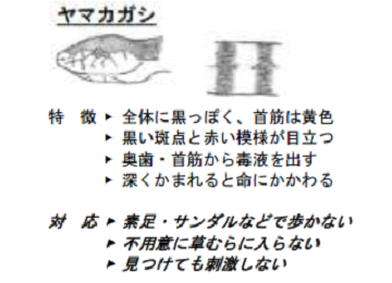 ヤマカガシの注意点です。