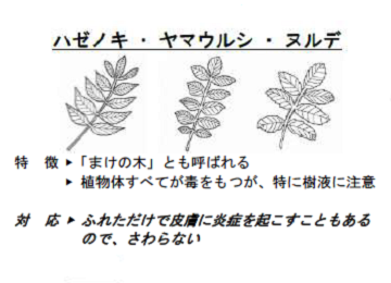 ウルシの注意点です。