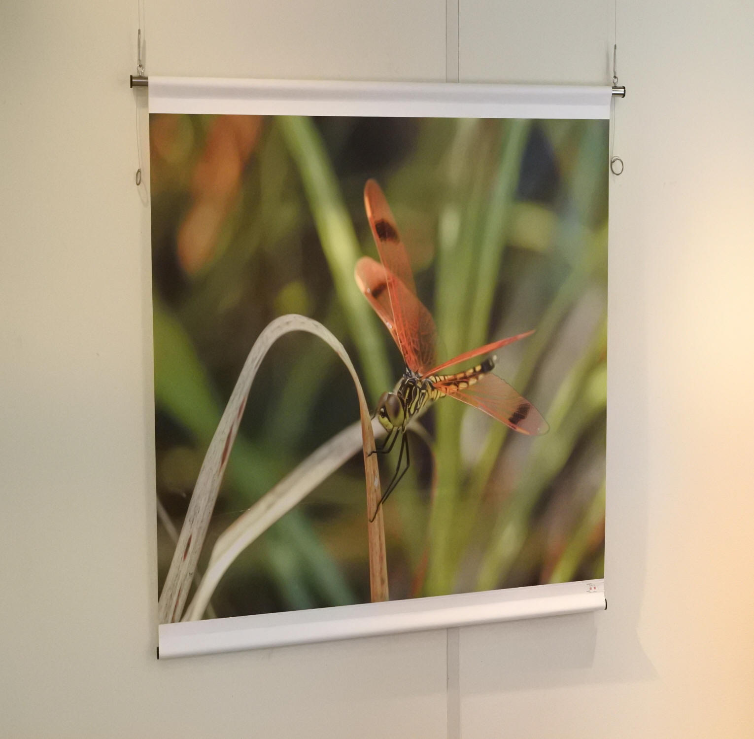 まちかど生き物標本展の写真