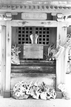 本浦地区八幡神社境内の龍宮社、供えられたオノミチキサンゴ