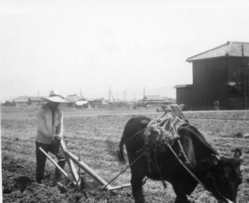 牛を使った牛鍬による田起こしの様子(1951年)