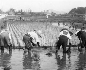 田植え