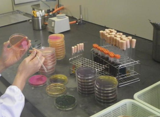 細菌検査の様子