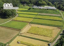 堂谷東カード