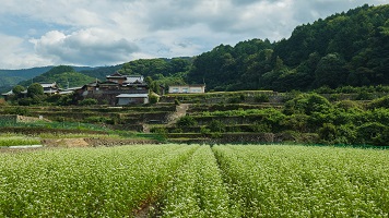 人気急上昇】 香川県 棚田カード 7種 | dibu.com.co