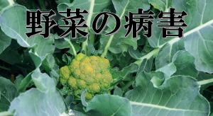 野菜の病害