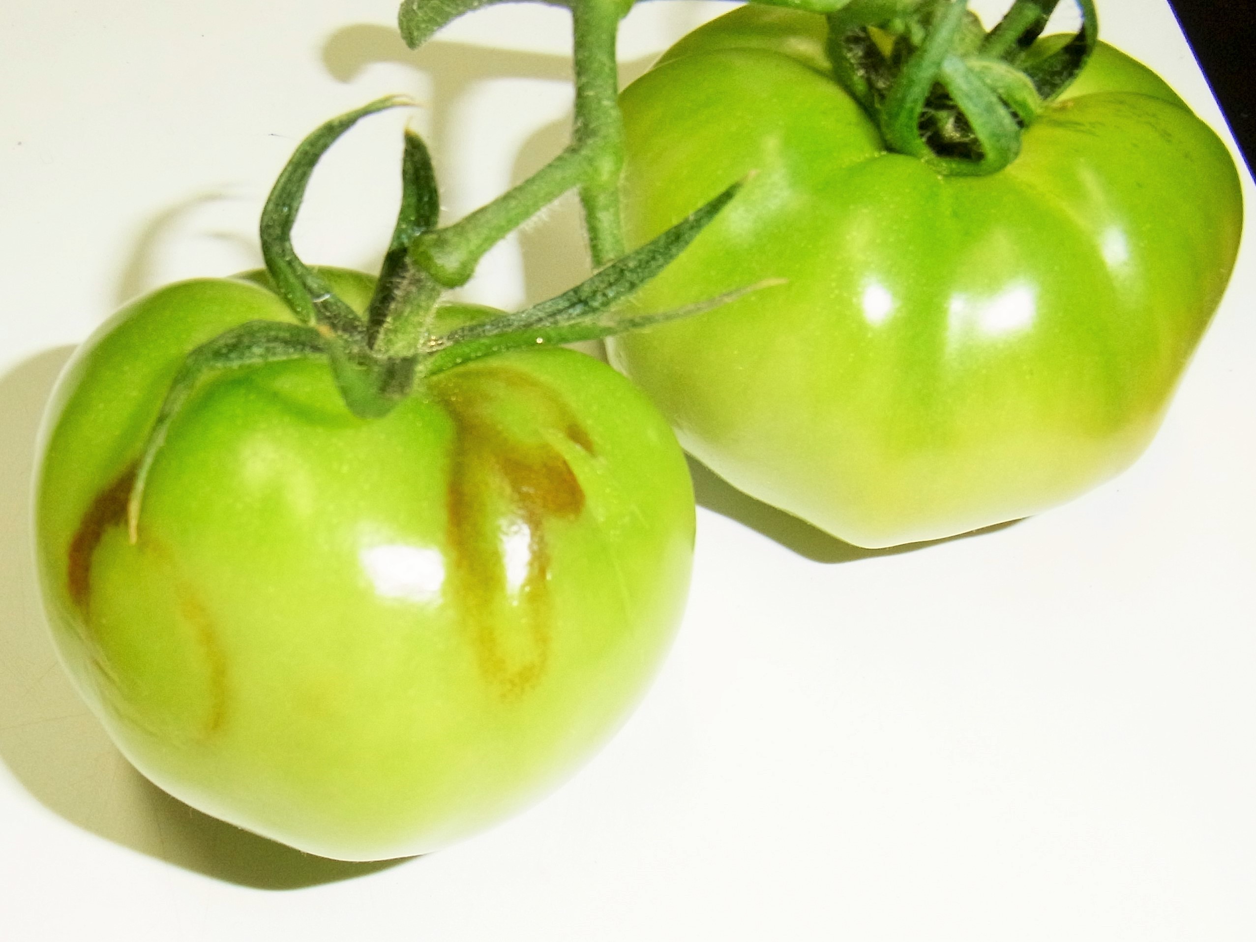 4tomatomozaiku