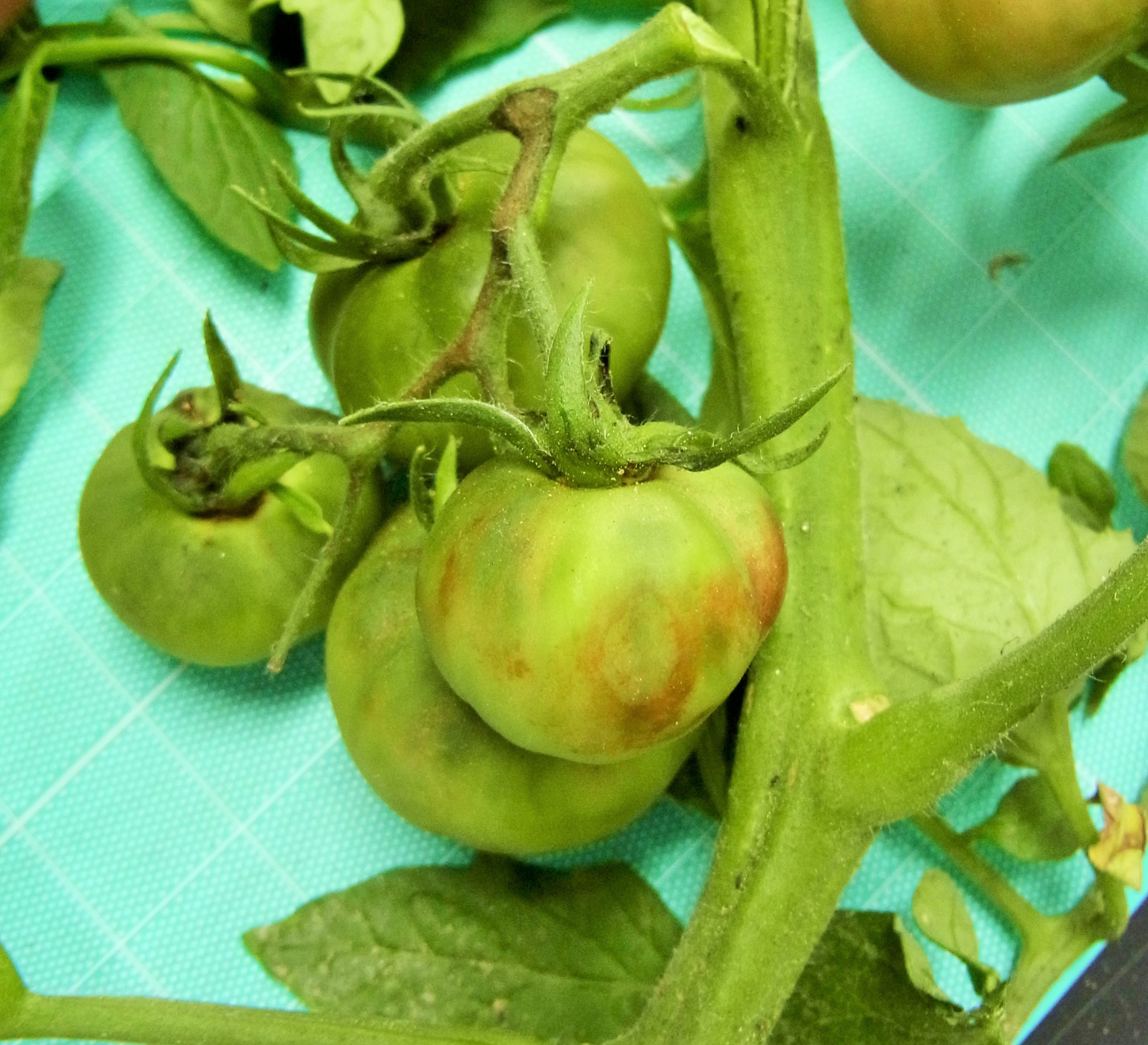 2tomatooukaeso