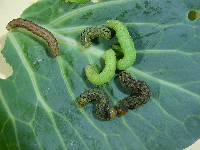 幼虫3