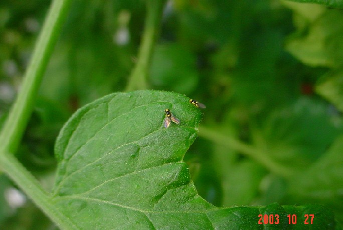 成虫7