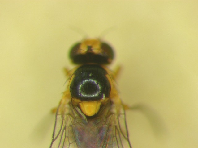 成虫3