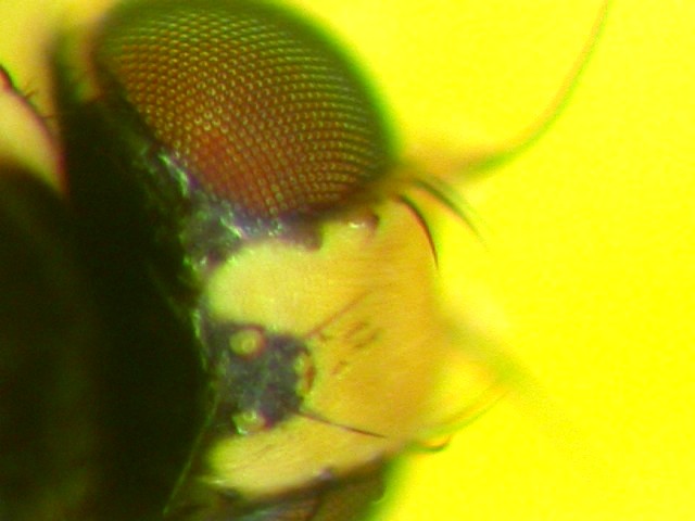 成虫6