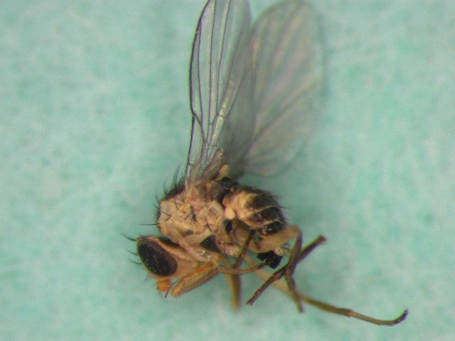 成虫2